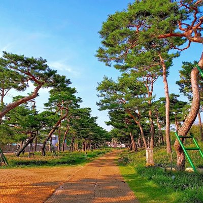노송지대